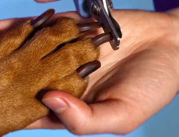 FREE Nail Clipping ($12 value)